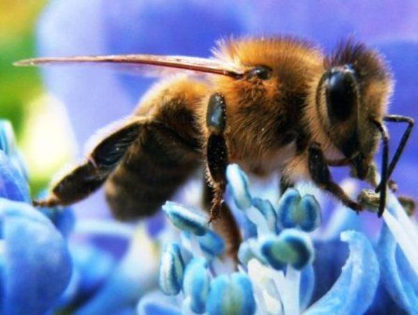 Abejas, guardianas del ecosistema mundial en peligro - ABC Rural - ABC Color