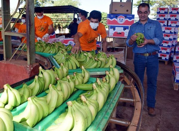 Lanzaron el Programa Nacional del Banano - ABC Rural - ABC Color
