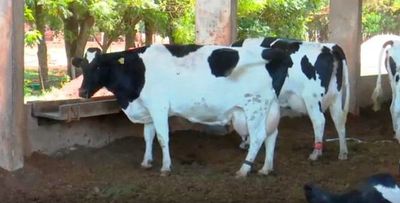 Semen sexado para vacas lecheras - ABC Rural - ABC Color