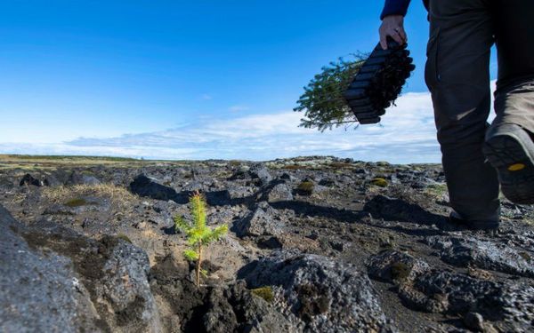 Islandia replanta a toda prisa los bosques arrasados por los vikingos - Ciencia - ABC Color