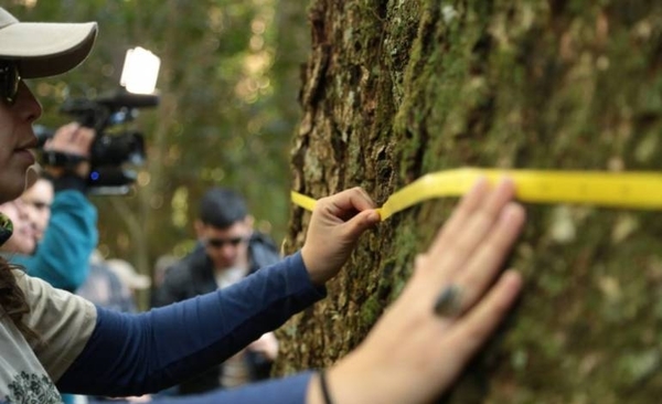 HOY / Este fin de semana inicia la búsqueda de los árboles más grandes del país