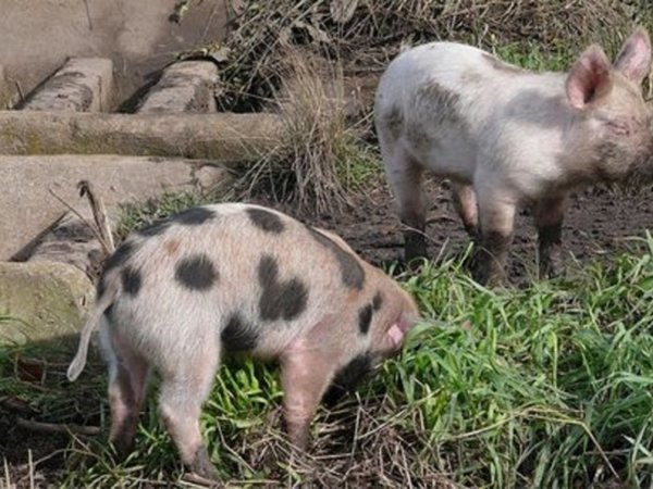 Sorteó un lechón y denunció trampa