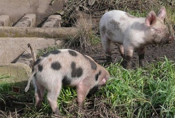 Sorteó un lechón y denunció trampa