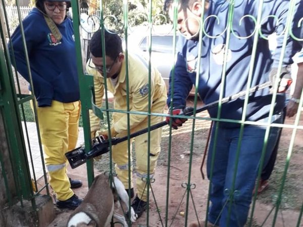 Perrito atorado en el portón movilizó a los bomberos