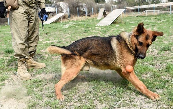 El mejor amigo del hombre en Afganistán es el perro rastreador de explosivos - Mascotas - ABC Color