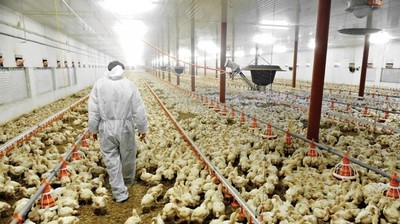 Sector aviar podría “volar” a Europa