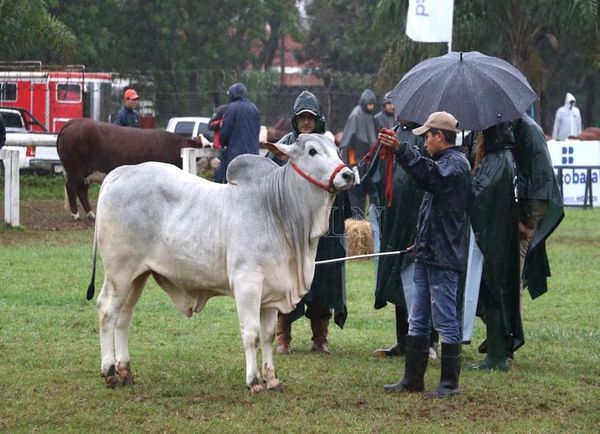 Nelore en MRA: destacan un biotipo unificado de animales