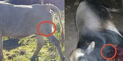 NVA. ALBORADA: DISPARÓ A LAS VACAS DEL VECINO QUE ENTRARON A SU TRIGAL