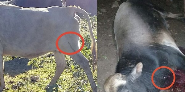 NVA. ALBORADA: DISPARÓ A LAS VACAS DEL VECINO QUE ENTRARON A SU TRIGAL