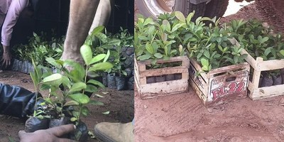 GOBERNACIÓN DE ITAPÚA IMPULSA PRODUCCIÓN DE YERBA ORGÁNICA EN EL DISTRITO DE ALTO VERÁ