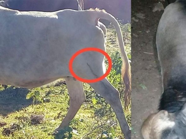 Disparó a las vacas de su vecino porque entraron a su kokue