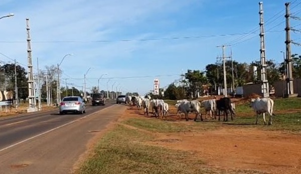 Animales sueltos apeligran el tránsito en Concepción