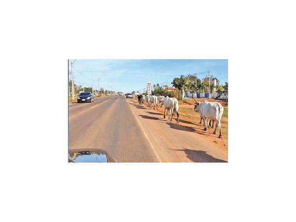 Animales sueltos apeligran  el tránsito en Concepción