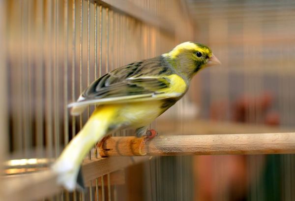 Pájaros en casa: claves para aumentar su esperanza de vida - Mascotas - ABC Color