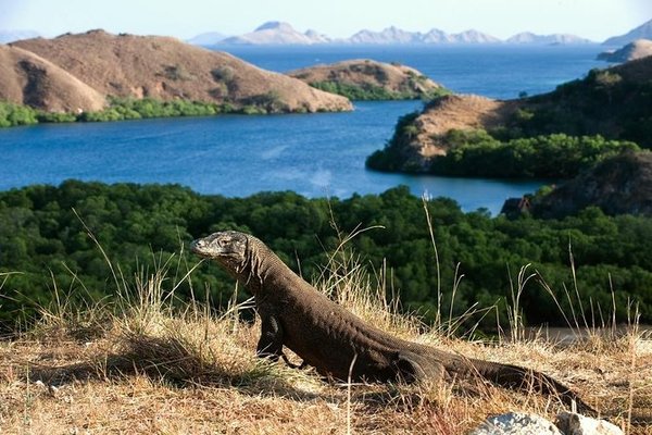 Indonesia cerrará la isla de Komodo para proteger a sus dragones autóctonos | .::Agencia IP::.