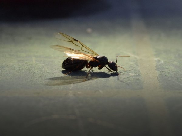 Invasión de hormigas voladoras es detectada en el espacio