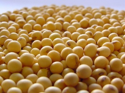 Exportamos 4 millones de toneladas de soja