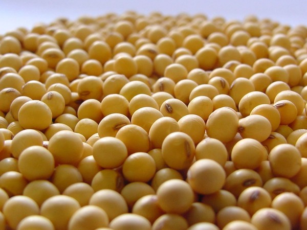 Exportamos 4 millones de toneladas de soja