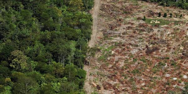Deforestación del Amazonas creció 88 %, pero Bolsonaro no cree - ADN Paraguayo