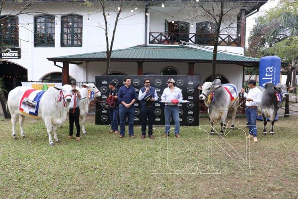 Rematarán lo mejor de la raza Nelore en la Expo