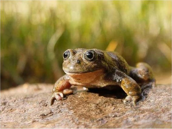 Científicos descubren dos nuevos tipos de ranas