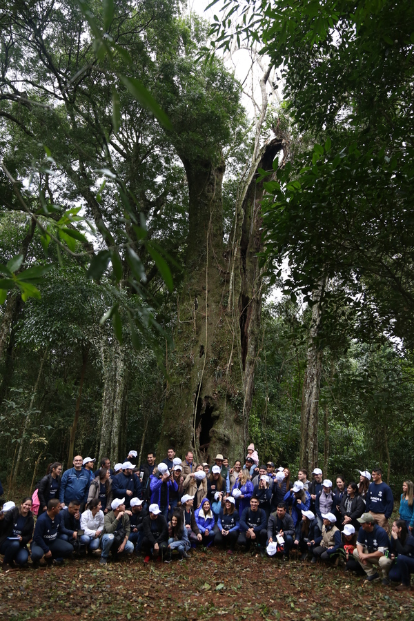 Colosos de la Tierra: Un Ka'i Kaygua e Yvyra Pyta son los primeros finalistas » Ñanduti