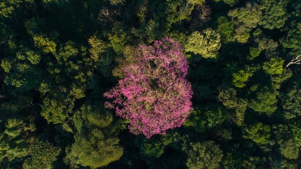 Un hermoso Tajy Hû de Minga Guazú puja por ser el Coloso de la Tierra 2019 » Ñanduti