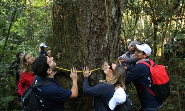 Un hermoso Tajy Hû de Minga Guazú puja por ser el Coloso de la Tierra 2019