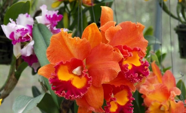 Investigador paraguayo clonó una orquídea