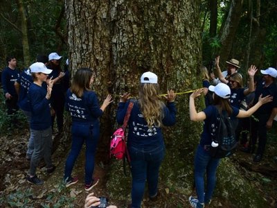 Midieron a los árboles finalistas del concurso Colosos de la Tierra