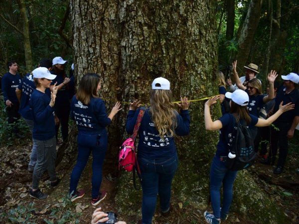 Midieron a los árboles finalistas del concurso Colosos de la Tierra