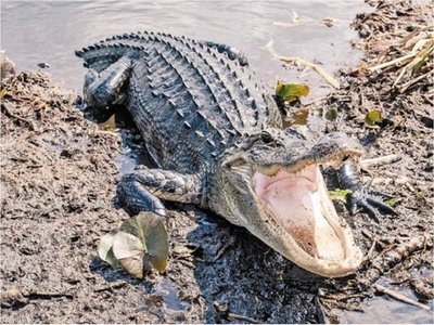 Tirar drogas en el inodoro puede crear caimanes adictos