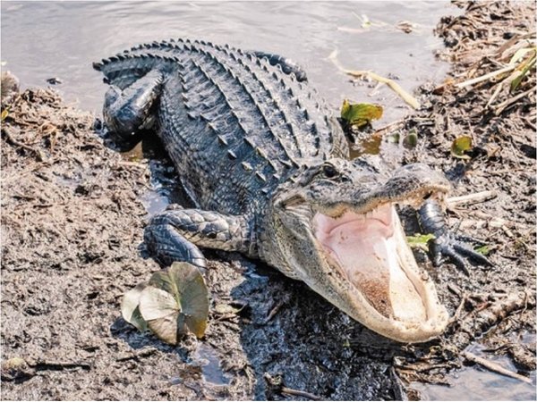 Tirar drogas en el inodoro puede crear caimanes adictos