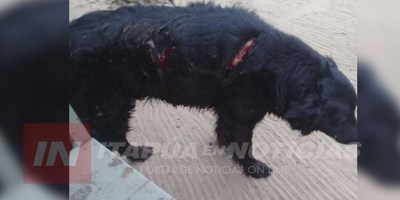 FISCALÍA IMPUTÓ A UN HOMBRE QUE ATACÓ A MACHETAZOS A LOS PERROS DE SU VECINO