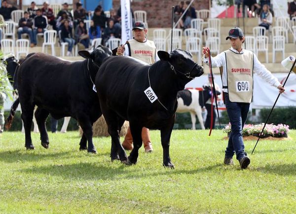 Ferias exitosas: Una Brangus se vendió por G. 239 millones