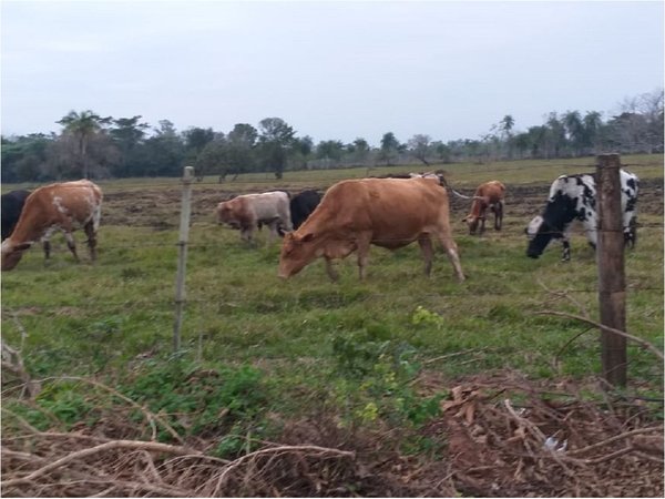 Abigeos causan zozobra en zona de pequeños productores