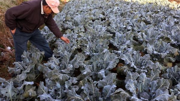 Heladas afectan a cultivos y podrían persistir hasta agosto » Ñanduti
