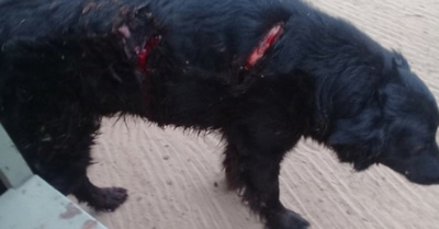 Imputan al sujeto que macheteó a dos perros
