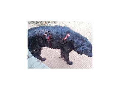 Fiscal imputa a un hombre por matar y maltratar a perros