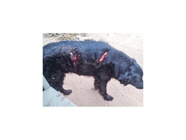 Fiscal imputa a un hombre por matar y maltratar a perros