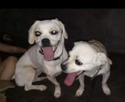 Piden ayuda para recuperar a perros extraviados