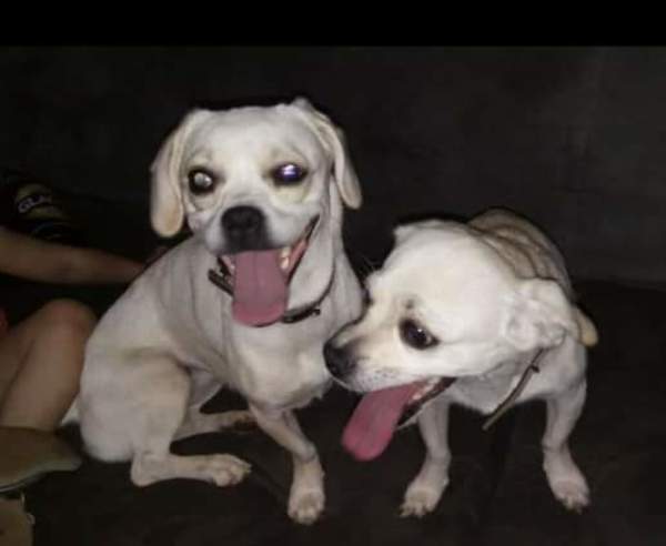 Piden ayuda para recuperar a perros extraviados