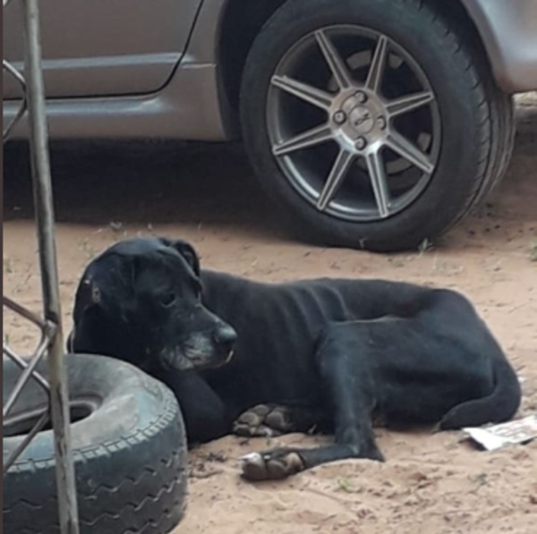 Labrador abandonado » Ñanduti