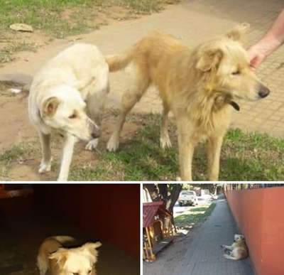 Los iban a hacer dormir, ahora buscan hogar » Ñanduti