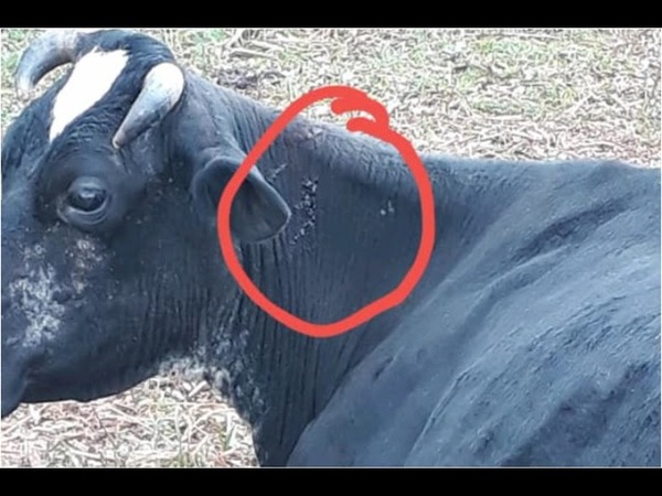 HOHENAU: CONFIRMAN ANIMALES VACUNOS MUERTOS A CONSECUENCIA DE LA RABIA BOVINA.