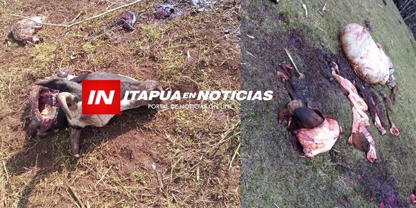 ENVÍAN EFECTIVOS CONTRA ABIGEOS A ITAPÚA.