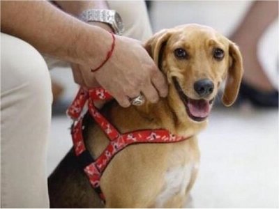 Perro asiste a juicio contra su ex dueña como víctima de maltrato