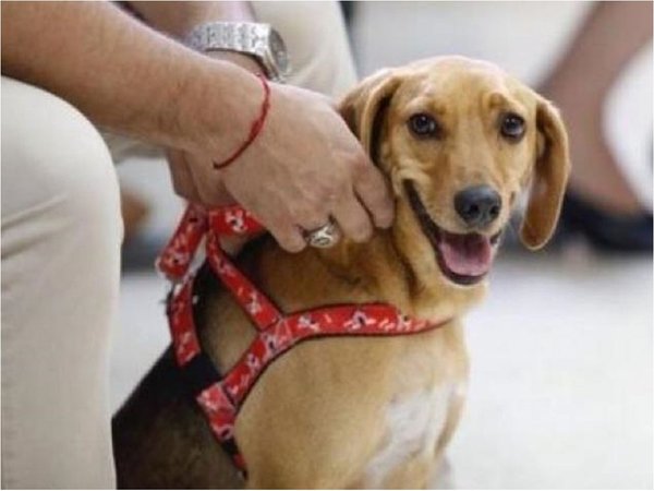 Perro asiste a juicio contra su ex dueña como víctima de maltrato