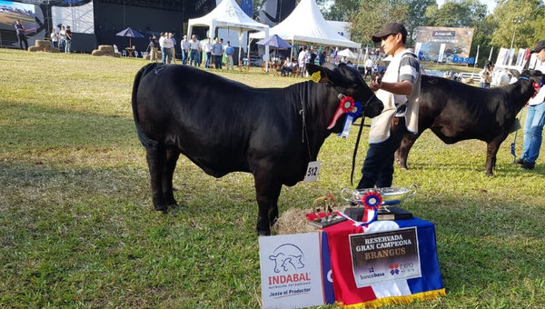 Expo 2019 cerró con exitosas ferias ganaderas: el ejemplar mejor vendido fue una Brangus que costó G. 239 millones