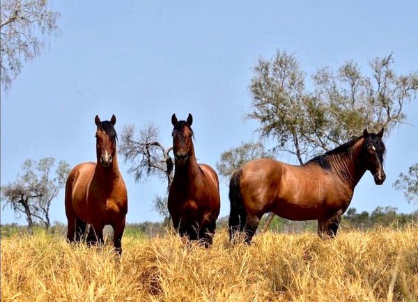 Rematarán caballos criollos de elevada calidad genética